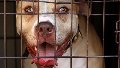 Foundation sinks teeth into pit bull ban