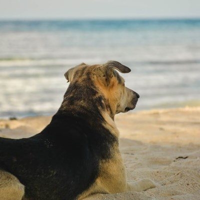 Dogs on beaches