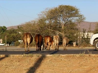Businessman’s story about his returned lobola divides opinion