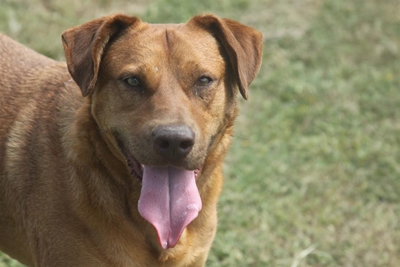 Dogs galore at the SPCA