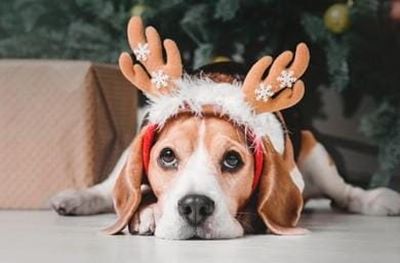 Christmas in July at SPCA