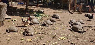 Park tortoises had 'respiratory tract disease'