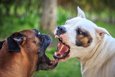 Dogfighters out on bail, 3 dogs dead
