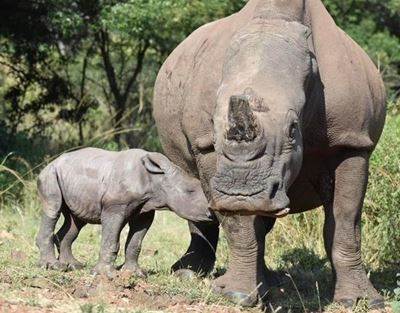 Rhino conservation history made as first calf is born from orphaned parents