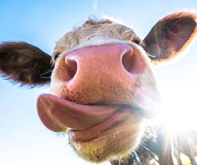 Following the herd to help reduce emissions 