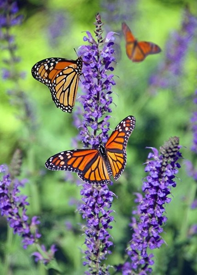 Species galore recorded at City Nature Challenge
