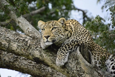 SA government withdraws regulations to protect endangered species