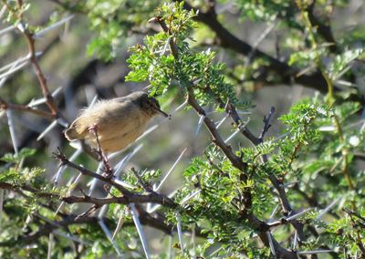 Club sees 44 bird species