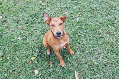 Please help Coco find a home