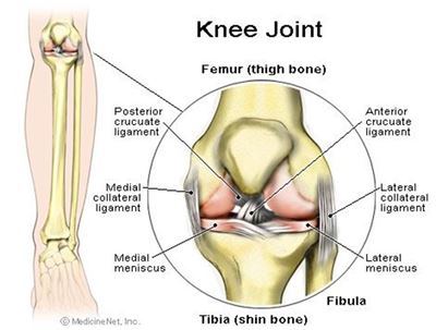 Knee injuries: Posterior Crucial Ligament (PCL)