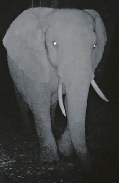 Elephant puzzle...