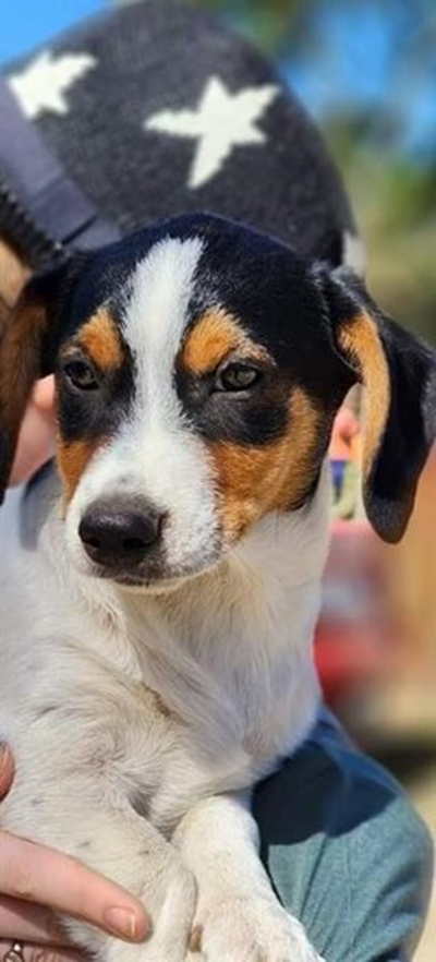 Give a puppy a second chance