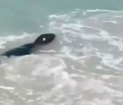 Steer clear of seals says CoCT following attack at Clifton