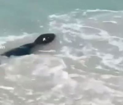 Steer clear of seals says CoCT following attack at Clifton