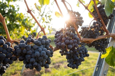 Wine industries in the Western Cape, shine on the global stage 