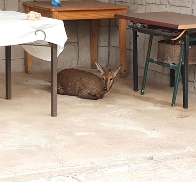 Duiker beland in swembad