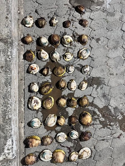 Da Gamaskop Police confiscate abalone, arrest man