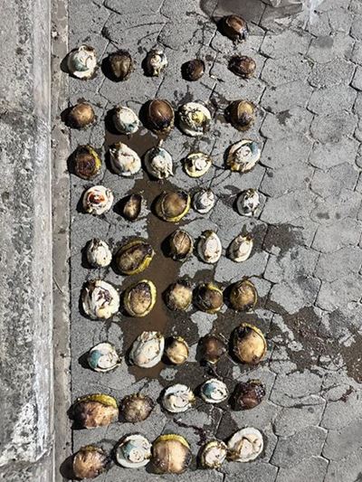 Da Gamaskop Police confiscate abalone, arrest man