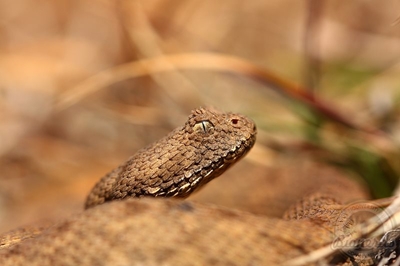 Elusive snake found by school boys 