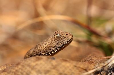 Elusive snake found by school boys 