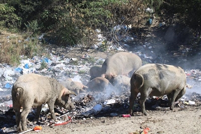 'They died in sevens' - pig farmer, Groeneweide Park