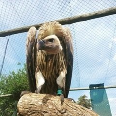 Wing tags severely impair flight in African Cape Vultures 