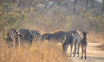 Dates for SANParks Week 2024 confirmed