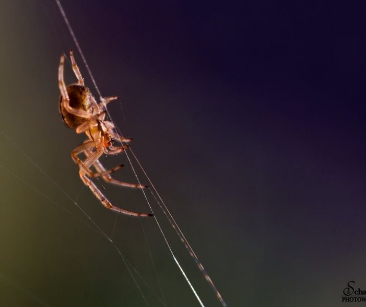 Gediertes  kaskenades