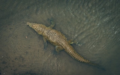 Boy’s (7) arm ripped off by crocodile near Brits