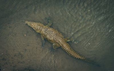 Boy’s (7) arm ripped off by crocodile near Brits