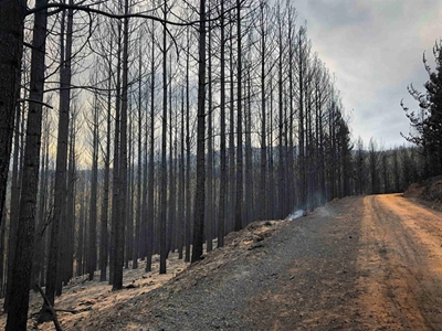 Annual loss of R285-m in sawn timber