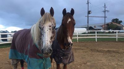 From hell to horse heaven in 48 hours