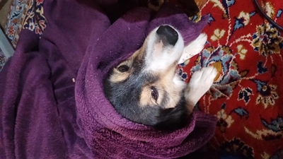 40 diere in een oggend gesteriliseer