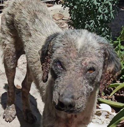 Action taken to help suffering animals