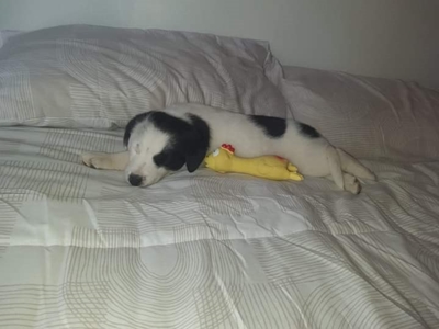 Beloning vir vermiste hond aangebied