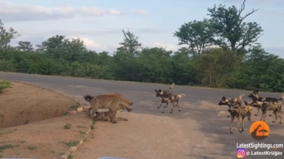 Hyenas go up against wild dogs in Kruger video