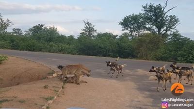 Hyenas go up against wild dogs in Kruger video