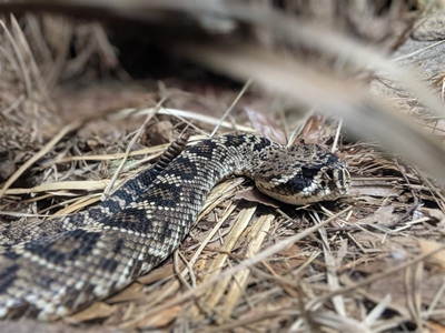Snake season is here