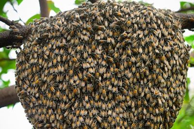 October is bee season in South Africa