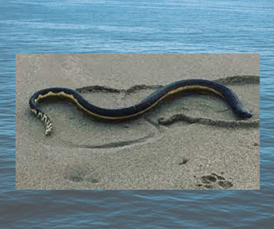 Toxic sea creature warning