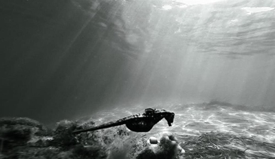 2nd Plett Marine Science Symposium on the cards
