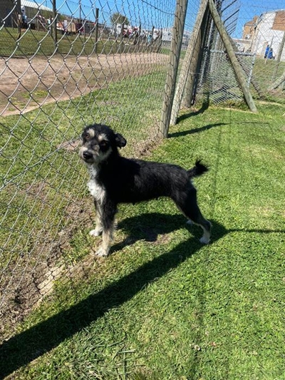 Pets for adoption at the SPCA