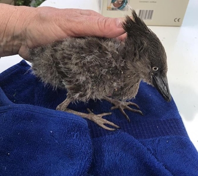 Hardy little Hamerkop saved