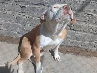Dog needs loving home