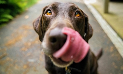 Healthy summer treats for your canine companion