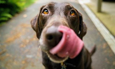 Healthy summer treats for your canine companion