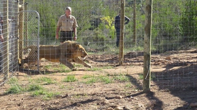 Adam, Eve and other big cats arrive in Eden