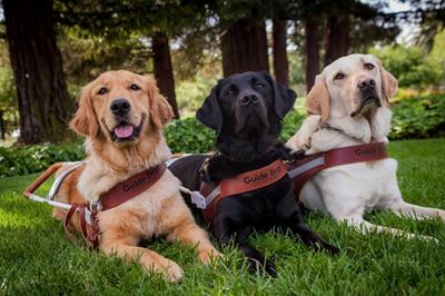 Blind, deaf KZN residents urged to flag incidents after woman’s guide dog denied access to building