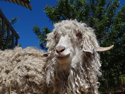 Breeding top Angora goats in the Southern Cape