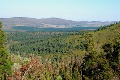 No, pine plantations are not 'green'